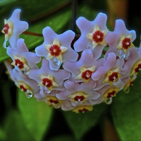 Buy canvas prints of Hoya Flower, Plant  by Sue Bottomley