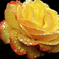 Buy canvas prints of Rain droplets on a Rose  by Sue Bottomley