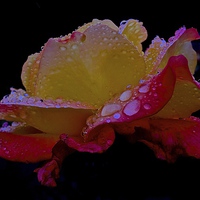 Buy canvas prints of  Side of Rose with rain droplets on it by Sue Bottomley