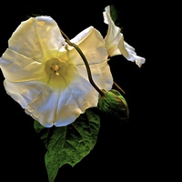 Buy canvas prints of The Morning Glory white flower by Sue Bottomley