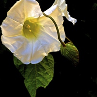 Buy canvas prints of  The Morning Glory White Flower by Sue Bottomley