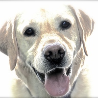 Buy canvas prints of  A Happy Labrador Dog by Sue Bottomley