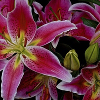 Buy canvas prints of  Lily's Bold and Beautiful Flowers by Sue Bottomley