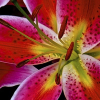 Buy canvas prints of Lily Bold and Beautiful Flower  by Sue Bottomley