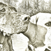 Buy canvas prints of  Visla and Labrador Dogs best of friends by Sue Bottomley