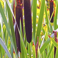 Buy canvas prints of  Cattail, Narrow-leaf (Typha Angustifolia) by Sue Bottomley