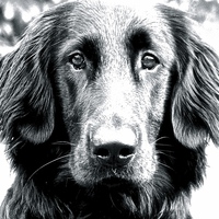 Buy canvas prints of Eight Month Old Flat Coat Labrador  by Sue Bottomley