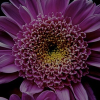 Buy canvas prints of  Dark Pink Gerbera Flower by Sue Bottomley