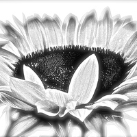 Buy canvas prints of  Sun Flower in Black and White by Sue Bottomley
