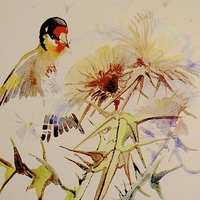 Buy canvas prints of  Goldfinch feeding on Thistle seeds by Sue Bottomley
