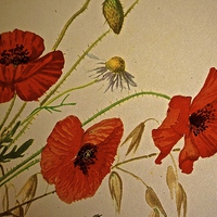Buy canvas prints of  Common Red Poppy with Hare bell and Mayweed by Sue Bottomley