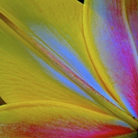 Buy canvas prints of Lily flower petals from behind the flower  by Sue Bottomley