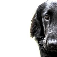 Buy canvas prints of  Flat Coat Labrador Nine Month Old Dog by Sue Bottomley