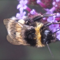 Buy canvas prints of  Bee busy collecting pollen by Sue Bottomley
