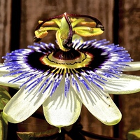 Buy canvas prints of Passion Flower  by Sue Bottomley