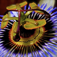 Buy canvas prints of Passion Flower  by Sue Bottomley