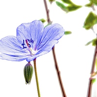Buy canvas prints of  Geranium small little purple flower by Sue Bottomley