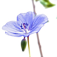 Buy canvas prints of  Small Purple Little Flower Geranium by Sue Bottomley