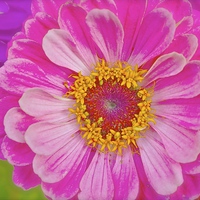 Buy canvas prints of Zinnia Bright Flower  by Sue Bottomley