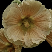 Buy canvas prints of Wild growing Hollyhock Flower  by Sue Bottomley