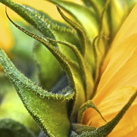 Buy canvas prints of  Side of a Sunflower up close by Sue Bottomley