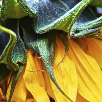 Buy canvas prints of  Side of a Sunflower up close by Sue Bottomley