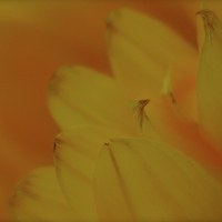 Buy canvas prints of  Sunflower petals by Sue Bottomley