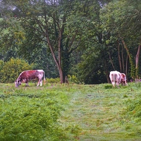 Buy canvas prints of  Grazing Cows on Chorleywood Common in Hertfordshi by Sue Bottomley