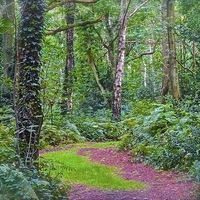 Buy canvas prints of Woodland Area in Chorlywood Common in Hertfordshir by Sue Bottomley