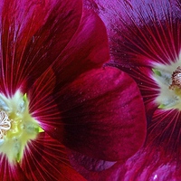 Buy canvas prints of  Two Red Hollyhocks in a row by Sue Bottomley
