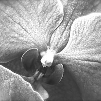 Buy canvas prints of Black and White Orchid Flower  by Sue Bottomley