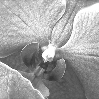 Buy canvas prints of  Black and White Orchid Flower close up by Sue Bottomley