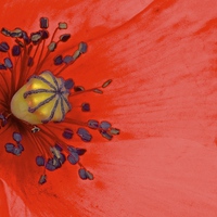 Buy canvas prints of  Bright Red Poppy up Close by Sue Bottomley
