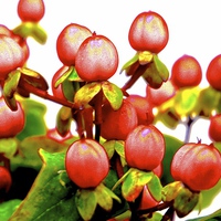 Buy canvas prints of  Red Hypericum Berries by Sue Bottomley