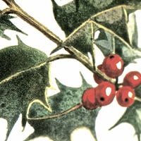Buy canvas prints of  Christmas Time Holly Time by Sue Bottomley