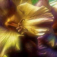 Buy canvas prints of Gladiolus laying on a draining broad   by Sue Bottomley