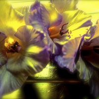 Buy canvas prints of A Gladiolus Flower Muti-coloured   by Sue Bottomley