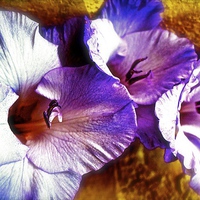 Buy canvas prints of A  Colourful Gladiolus Flower  by Sue Bottomley