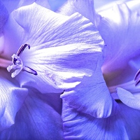 Buy canvas prints of Soft shades of purple Gladiolus Flower  by Sue Bottomley