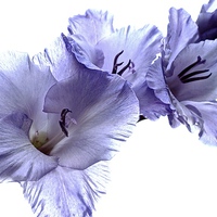 Buy canvas prints of  Striking Gladiolus Flower with white background by Sue Bottomley