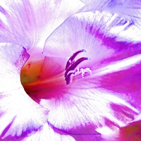 Buy canvas prints of  Soft Art Photograph Gladiolus Flower by Sue Bottomley