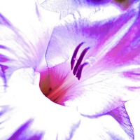 Buy canvas prints of  Gladiolus flower purple and pink shades by Sue Bottomley