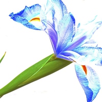 Buy canvas prints of Purple and blue Iris Flower Wisdom and Compliments by Sue Bottomley