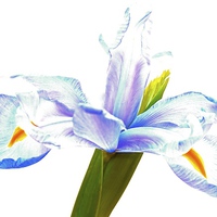 Buy canvas prints of  The Iris flower  by Sue Bottomley