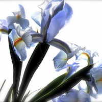 Buy canvas prints of  The Rainbow Flower. The Iris by Sue Bottomley