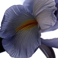 Buy canvas prints of The Rainbow Flower. The Iris Flower  by Sue Bottomley