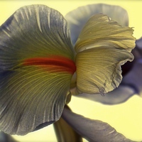 Buy canvas prints of The Iris Flower, The Rainbow Flower  by Sue Bottomley