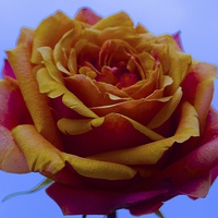 Buy canvas prints of  A single Yellow and Red Rose by Sue Bottomley
