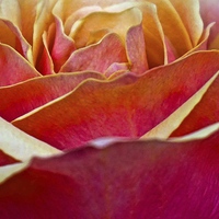 Buy canvas prints of Close up of a large Rose flower head  by Sue Bottomley