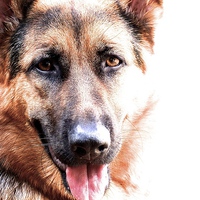 Buy canvas prints of One year old German Shepherd Dog called Jess  by Sue Bottomley